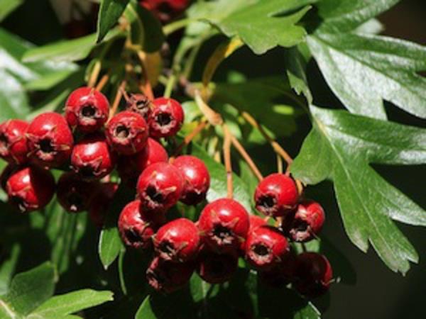 alıç-crataegus-laevigata-meyveler