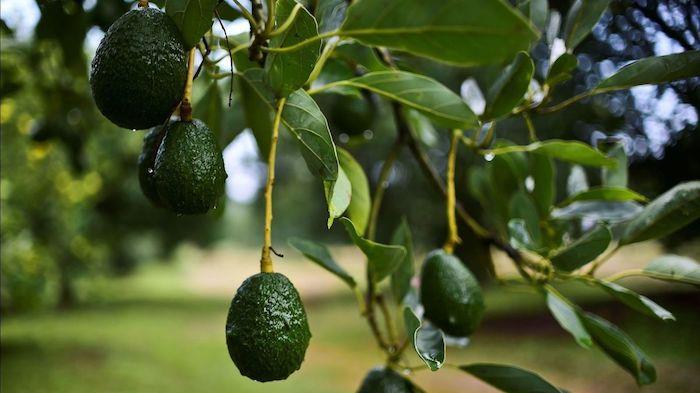 avokado medžio priežiūra avokado medis su daugybe vaisių