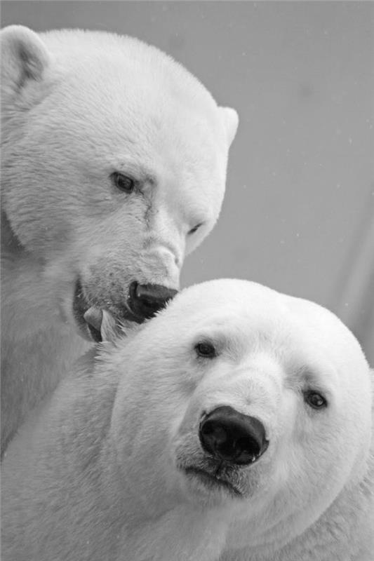 Ozadje belega medveda, črno -bela fotografija za ozadje, ki se poljubljata dva medveda