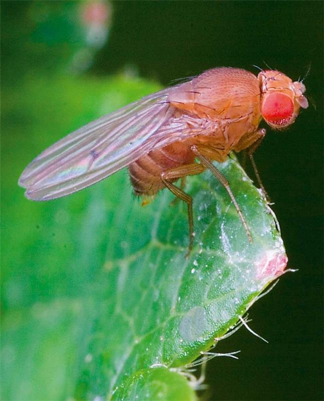 kaip pašalinti uodus iš namų uodų ant žalių lapų