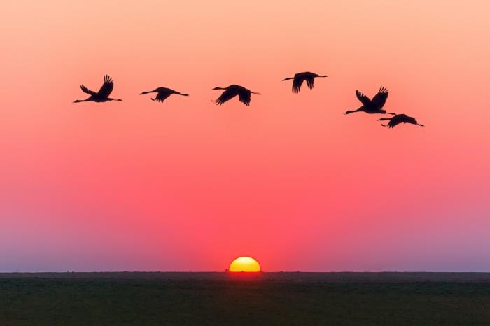 gandrai, skraidantys virš lygumos, rožinės ir violetinės spalvos dangus, saulėlydis, stebuklinga atmosfera, kraštovaizdžio tapetai