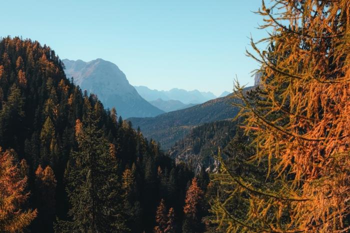 ozadje jesenska pokrajina, gozd, jelke, spokojnost narave