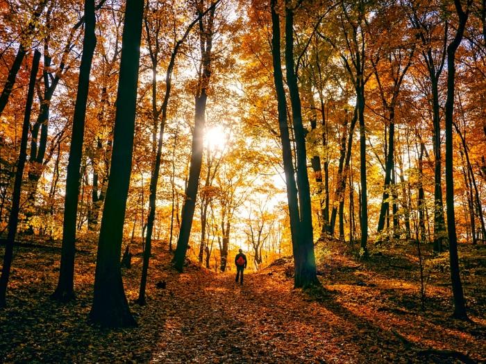 sonce v gozdu, pot pokrita z jesenskim listjem, človek, ki razmišlja o pokrajini