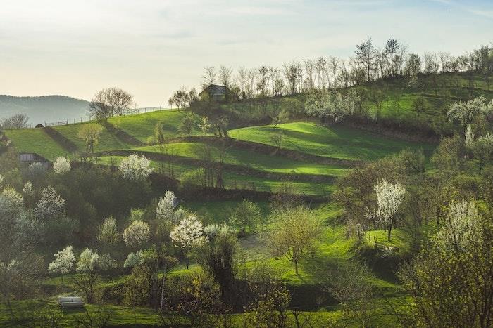 Foto krajinska polja s cvetočimi drevesi, ozadje lepotna pomladna slika, cvetlična spomladanska ozadja