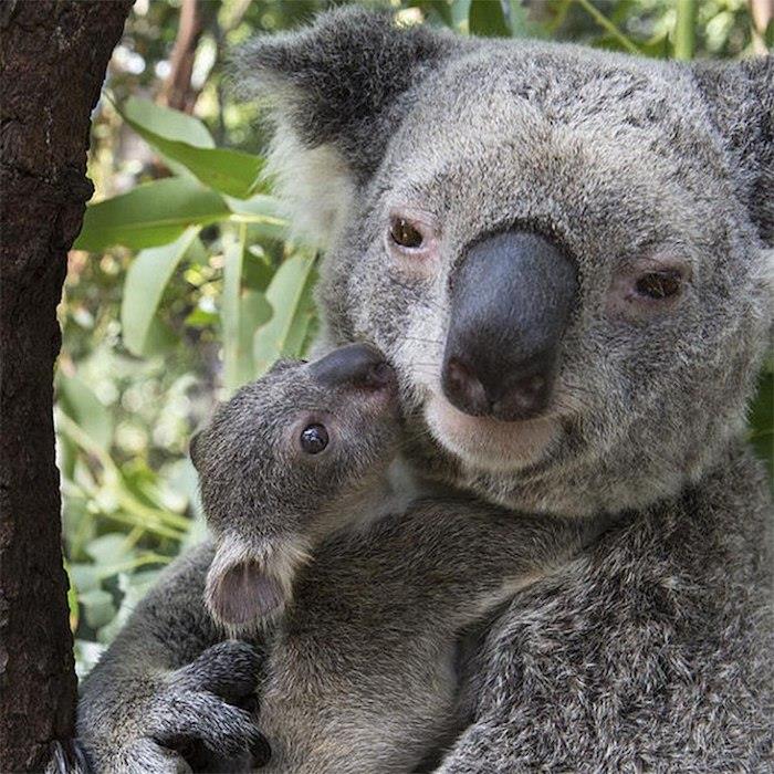 Koala ve annesine göndereceği küçük fotoğrafı, anneler günü için metin, anneler günü resmi