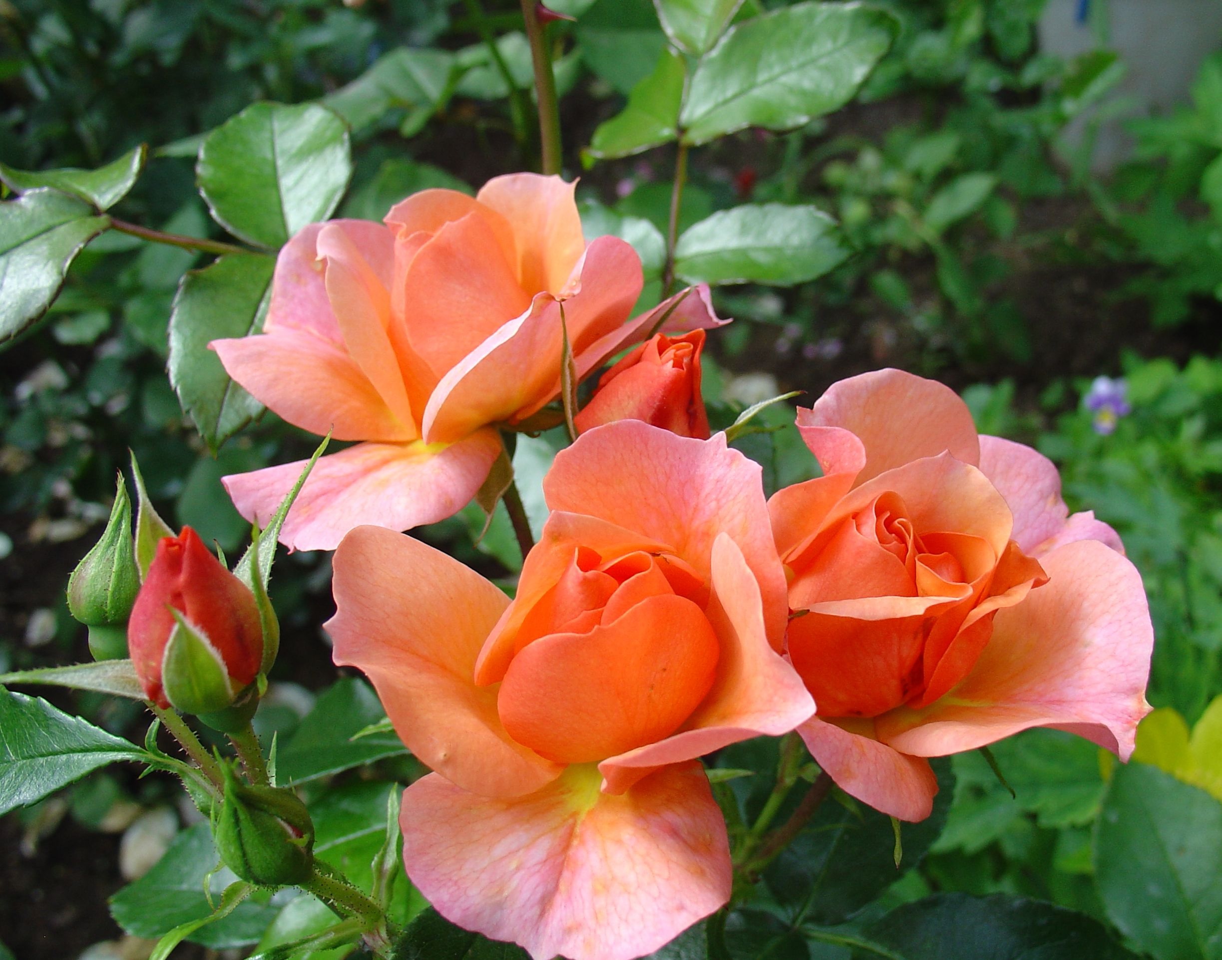 Rosas laranjas floribunda