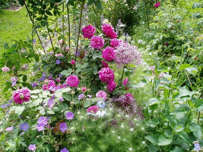 Floribunda cresceu entre uma vegetação luxuriante