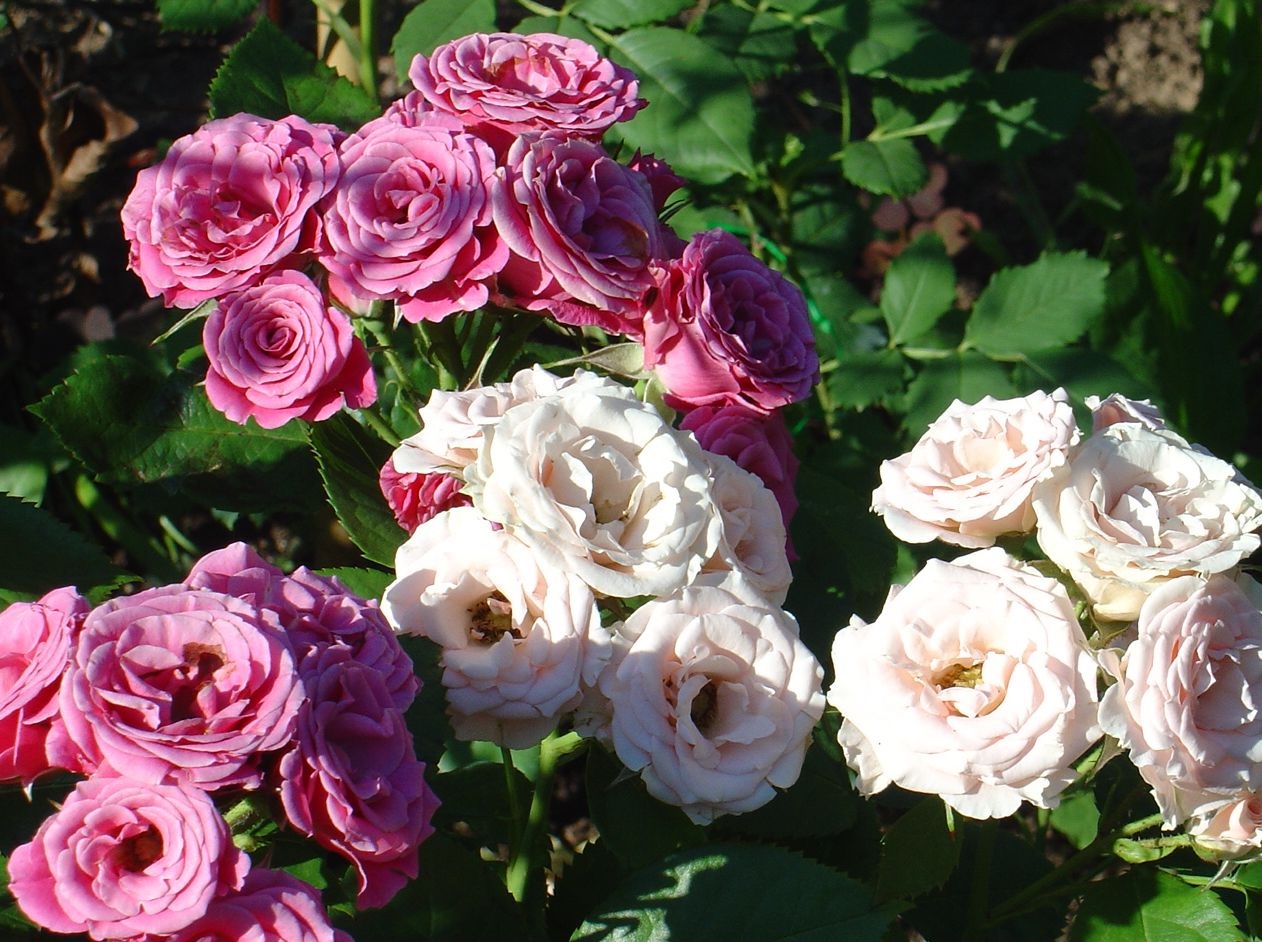 Tons pastel de rosefloribunda