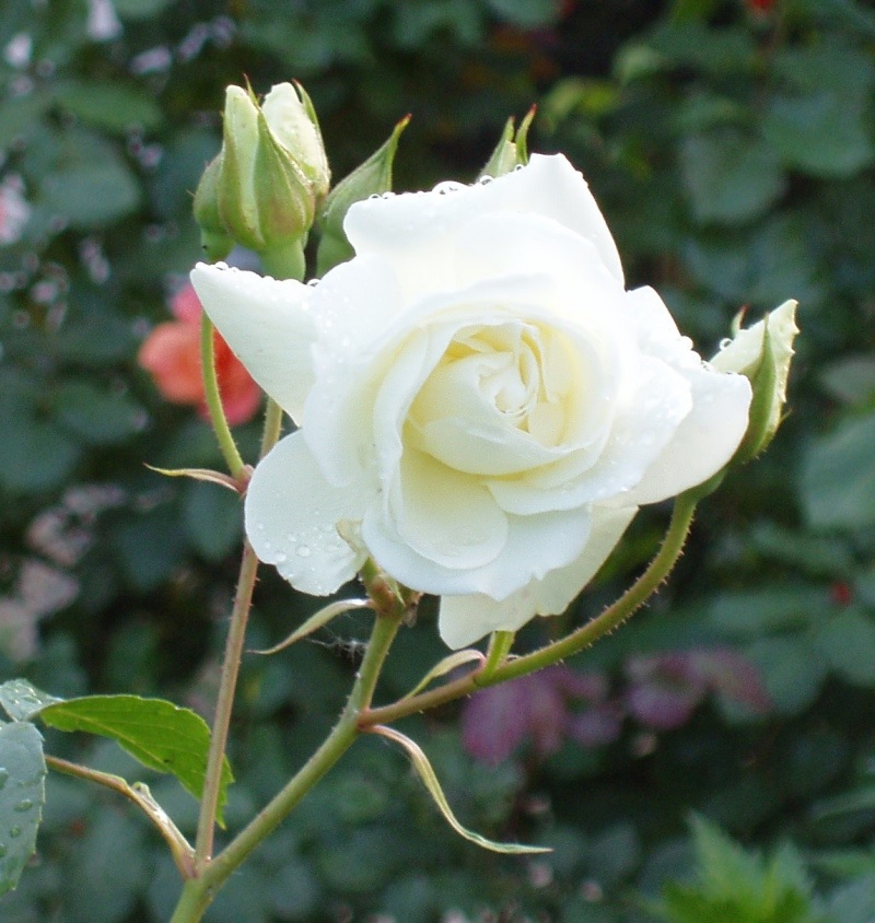 Flor branca floribunda rosa