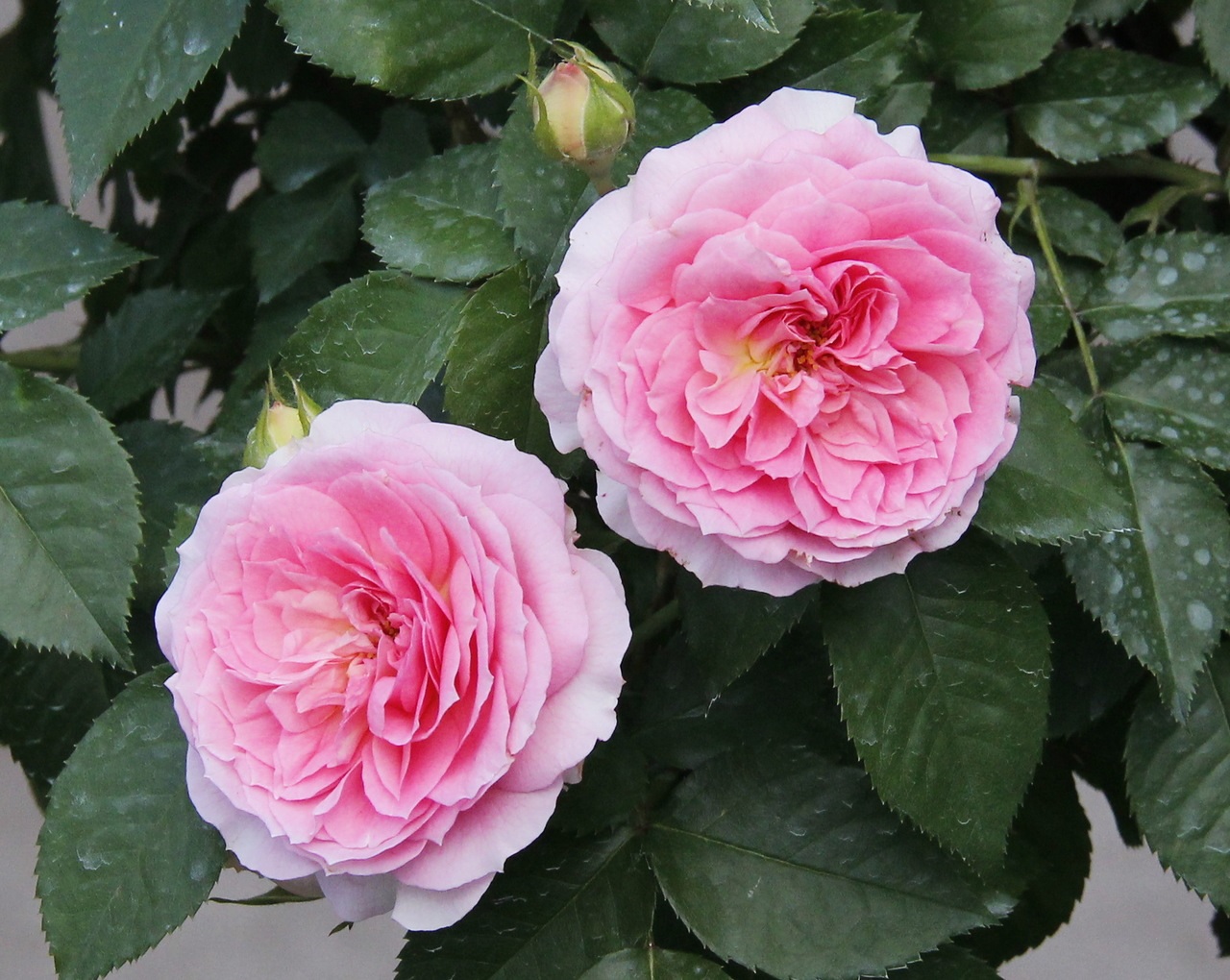 Muitas pétalas em uma flor de rosa