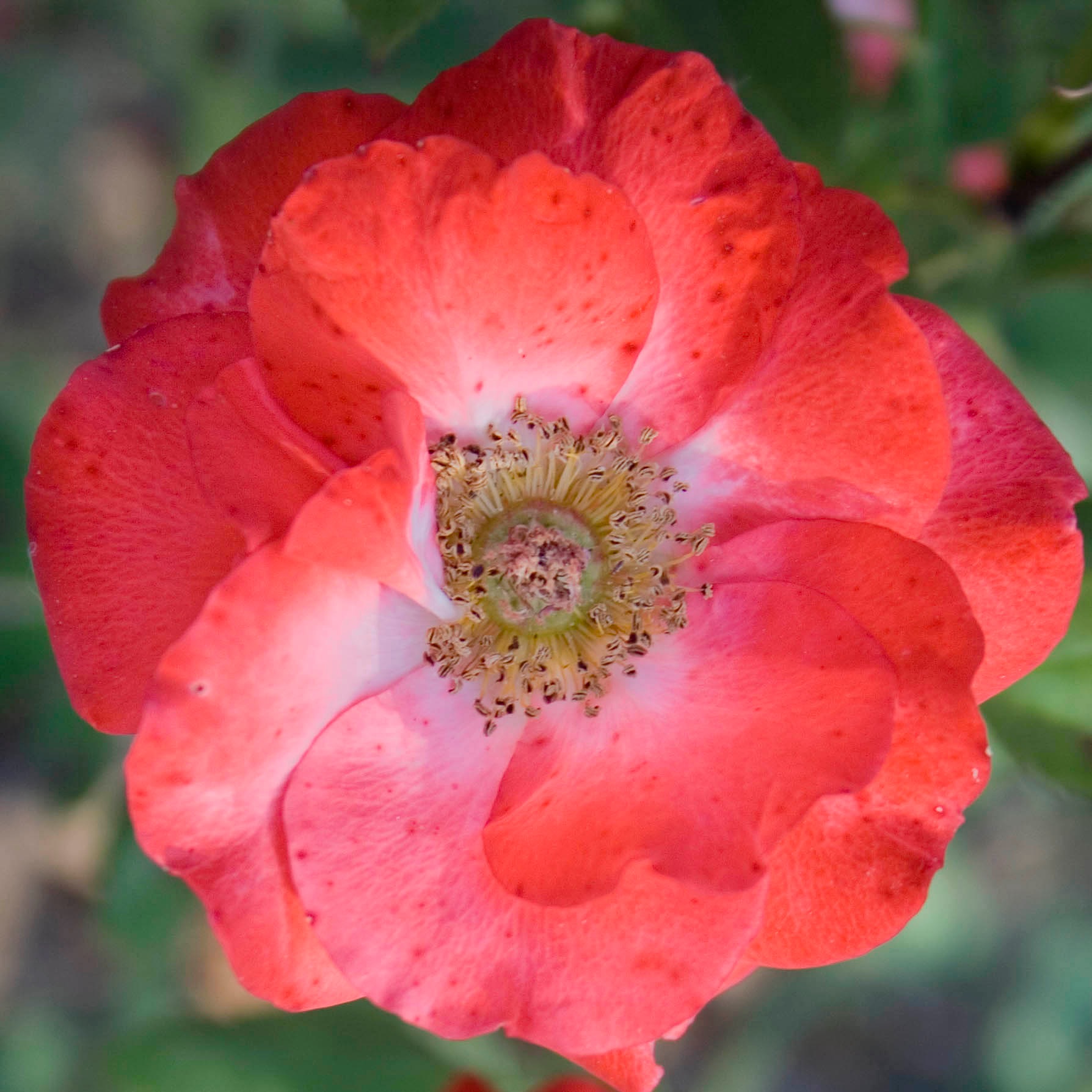 Flor rosa vermelha aberta