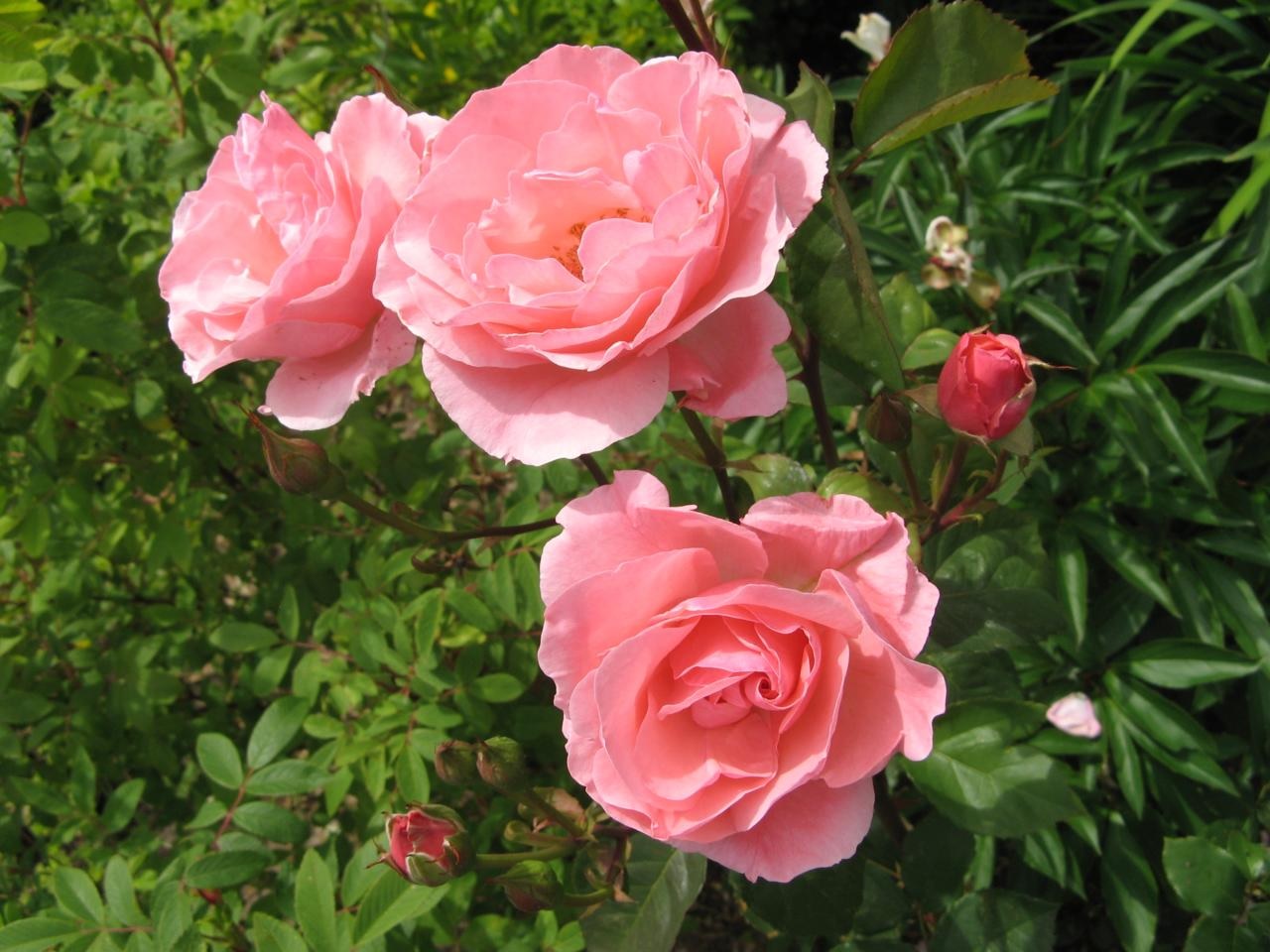 Floribunda rosa com flor