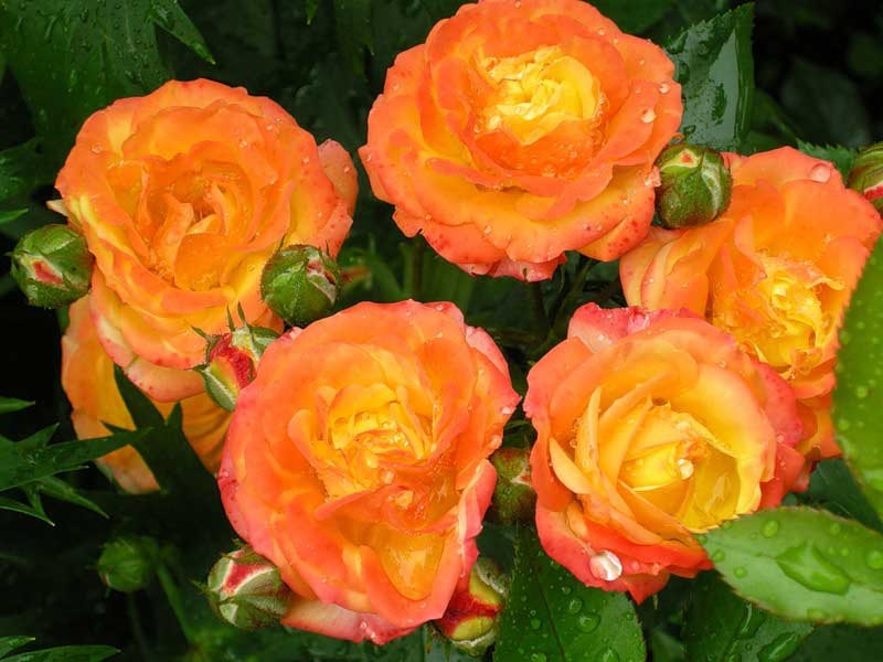 Cores laranja e amarelo em pétalas de rosa