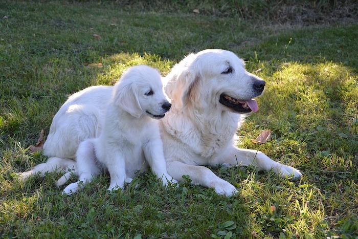 Bir bahçedeki iki golden retriever sevimli görüntüsü, anneler günü görüntüsü, anneler günü hediyesi, en güzel fotoğraflar