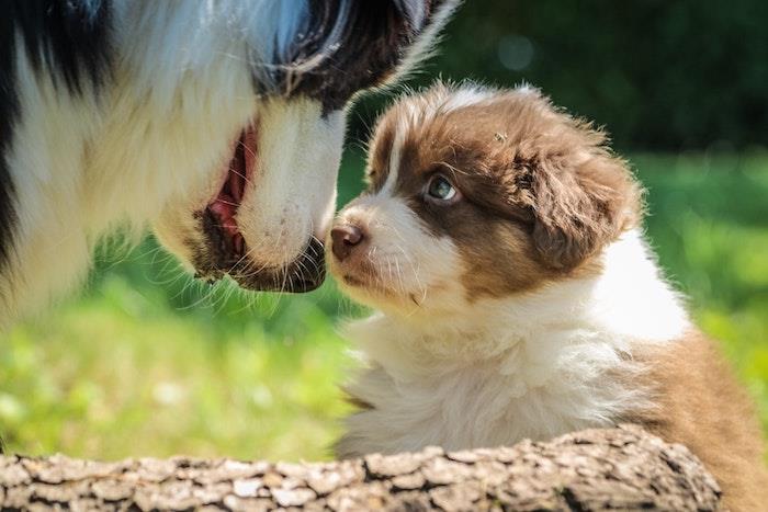 Köpekler anne ve çocuğu sevimli fotoğrafçılık, anneler günü fikri, anneler günü resmi 2019, fotoğraf ve metin