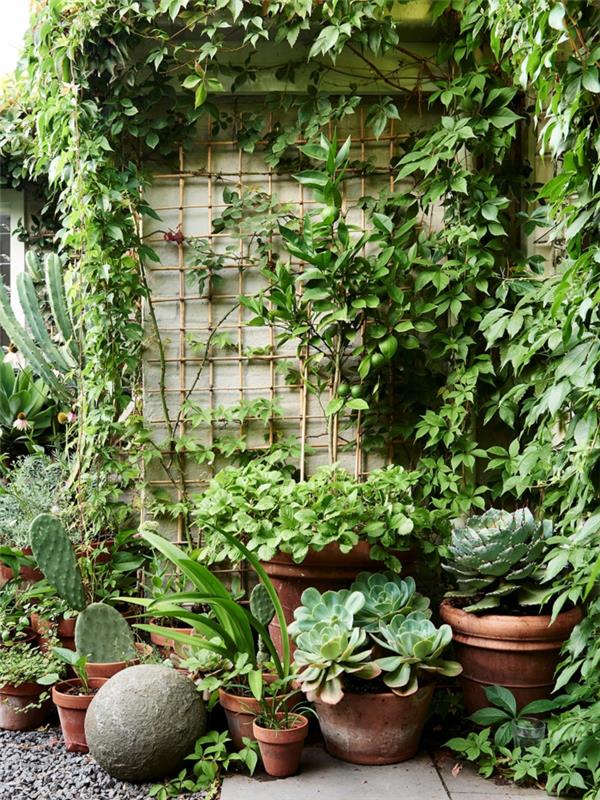 Yeşil kaktüs ve aloe bitkileri, terasınızı bitkilerle nasıl düzenleyeceğiniz harika bir fikir, basit yeşil bahçe