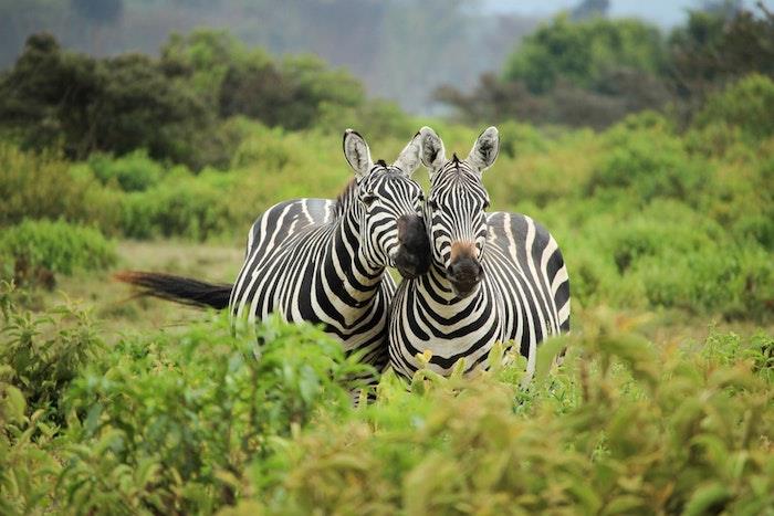 Zebra fotoğrafçılığı savannah anneler günü hediyesi, anneler günü resmi, nasıl kutlanır harika bir fikir