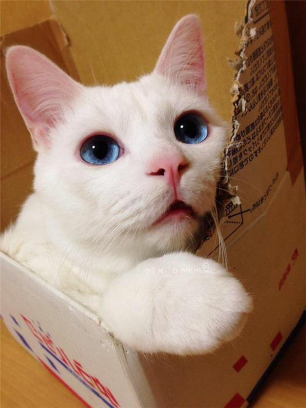 kartoninis kačių namelis, balta katė mėlynomis akimis, žaidžianti kartoninėje dėžutėje