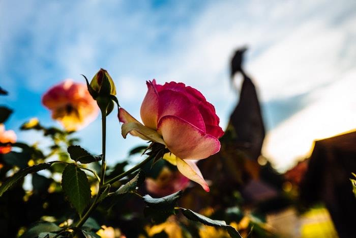 Çiçek fotoğrafçılığı, tarla gülü, anneler günü fikri, anneler günü kartı, bahar resmi