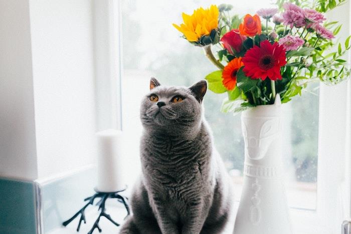 Bahar çiçekleri ile vazo önünde kedi, anneler günü hediyesi, anneler günün kutlu olsun, duvar kağıdı için güzel fotoğraf