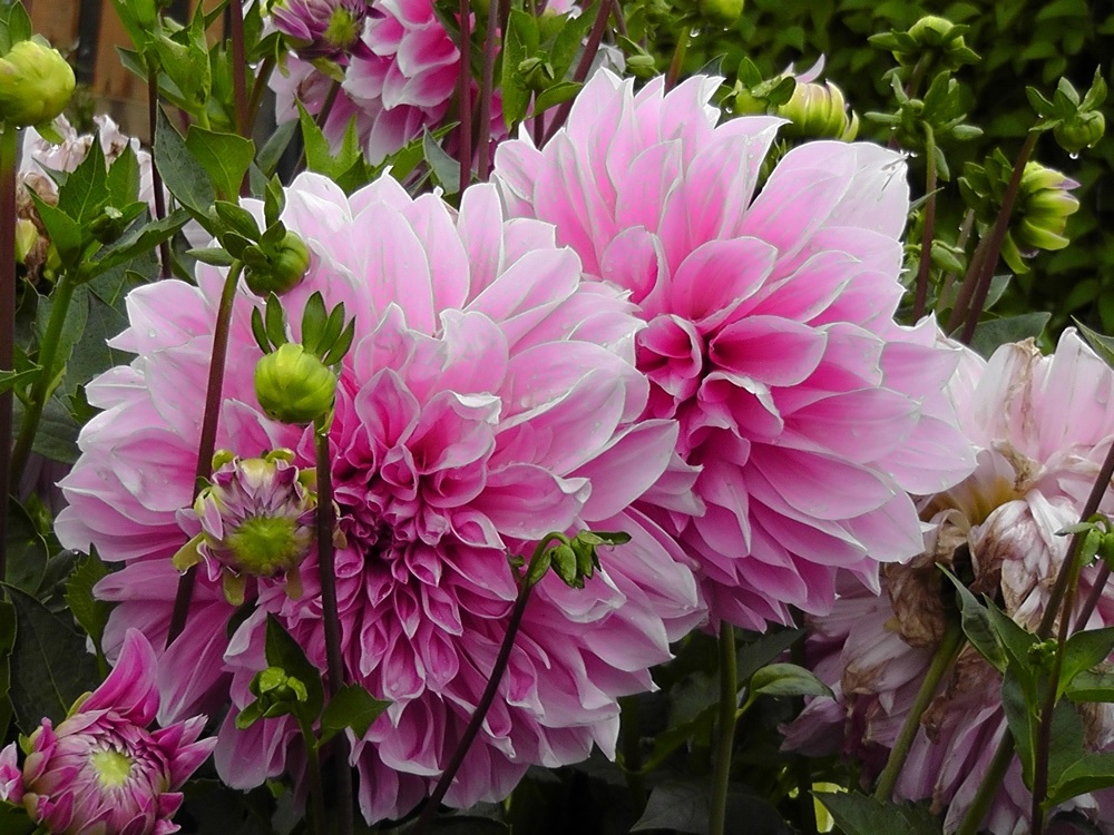 Narin pembe dahlias