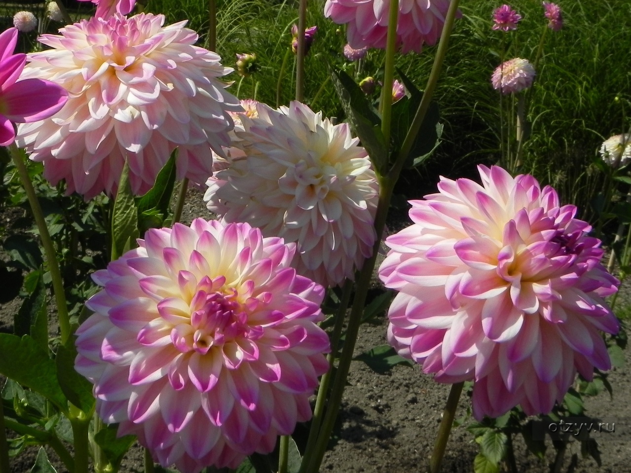 Pastel renklerde Dahlias