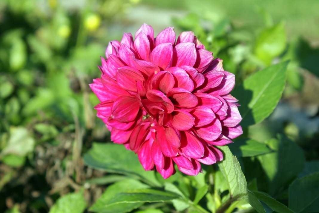 Güneş ışınlarında Dahlia