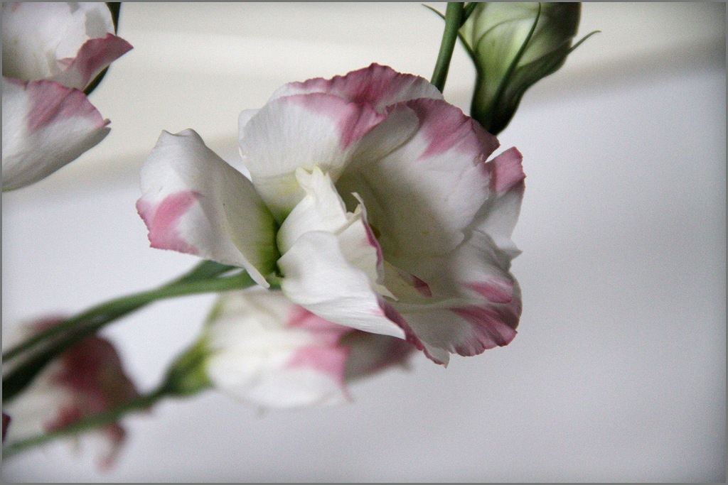 Flor de Lisianthus en una rama