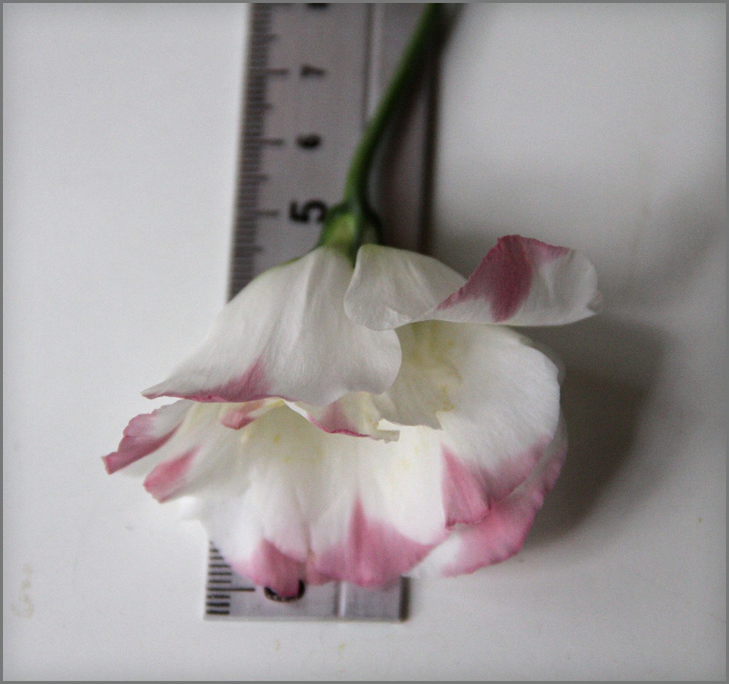 Tamaño de la flor de Lisianthus