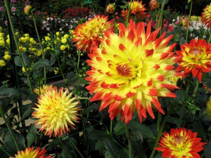 parc-floral-de-vincennes-yellow-dahlia-dahlias-tekmovanje