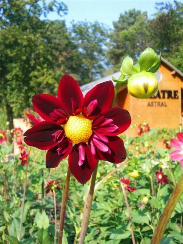 parc-floral-de-vincennes-red-dahlia-in-parc-de-Vincennes