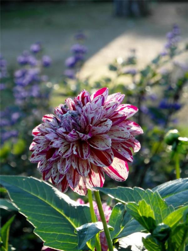 parc-floral-de-vincennes-a-colorful-dahlia