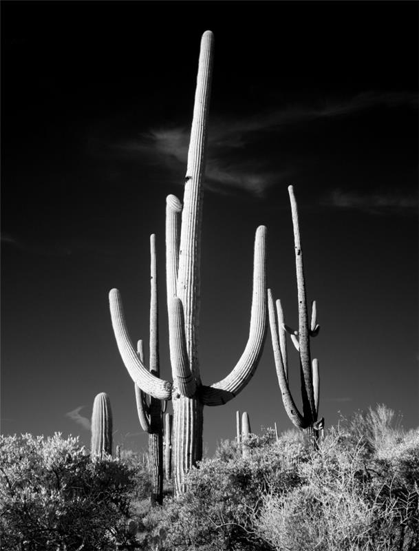 luštna črno -bela fotografija kaktusa v narodnem parku Saguaro, kot nalašč za črno -bel tisk plakatov