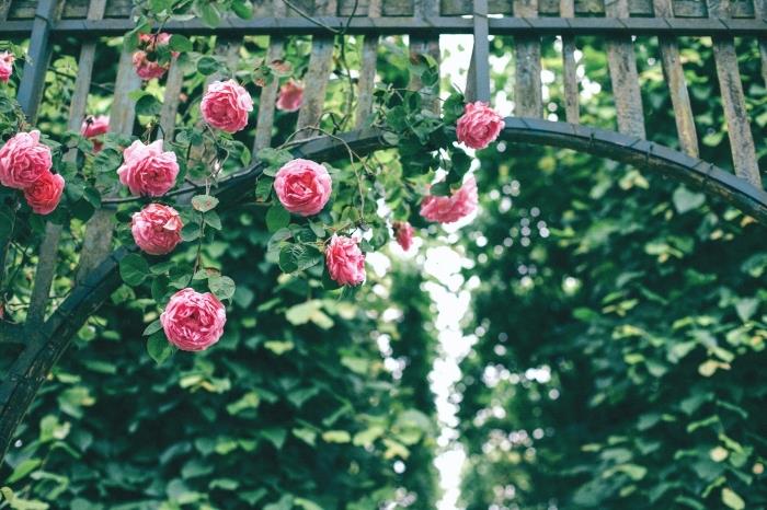 gėlių arkos nuotrauka su rožinėmis rožėmis, gražūs tapetai su žaliomis gėlėmis ir medžiais, žalios floros vaizdas tapetams