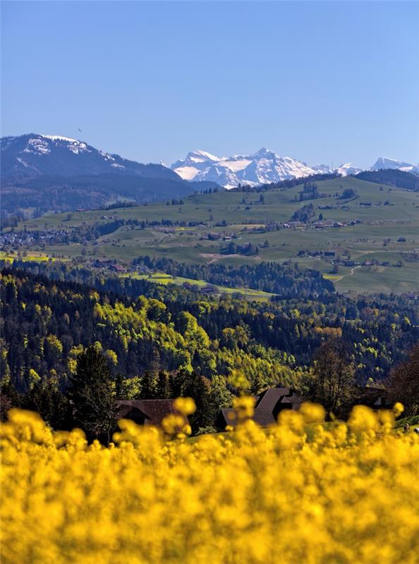 Gora, rumeno polje in zeleno polje, spomladanska fotografija, spomladansko ozadje, pokrajine na podeželju spomladi