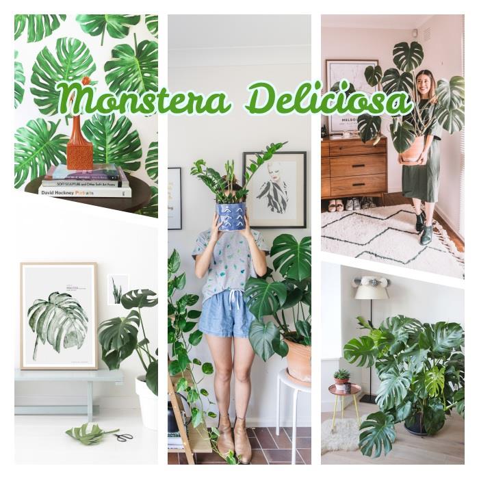 monstera deliciosa zelena rastlina s širokimi listi, ki rastejo v cvetličnem loncu, primer velike tropske rastline za dekor mestne džungle