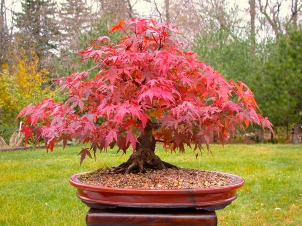 japonų-klevo-bonsai-lauko