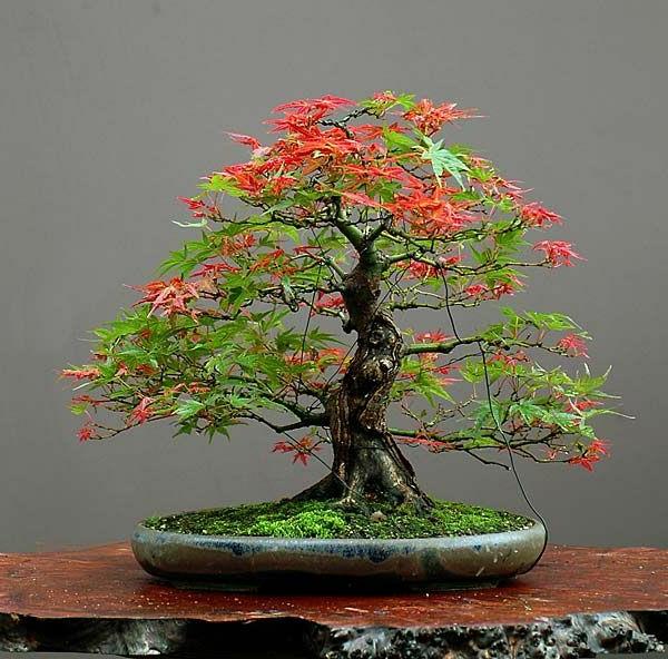 japoniškas-klevas-bonsai-gražus