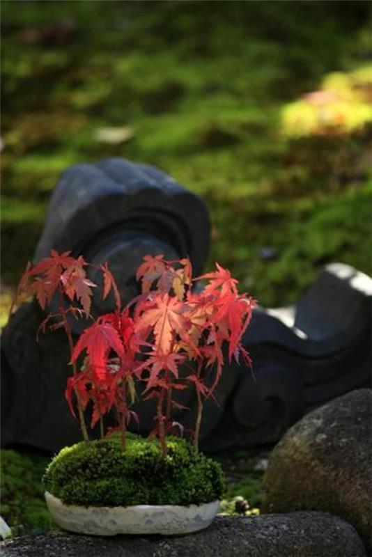 japonų klevo dekoravimas-bonsai