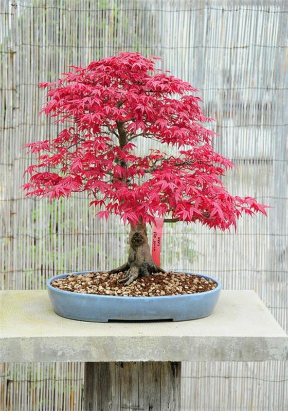 japonų klevas-bonsai