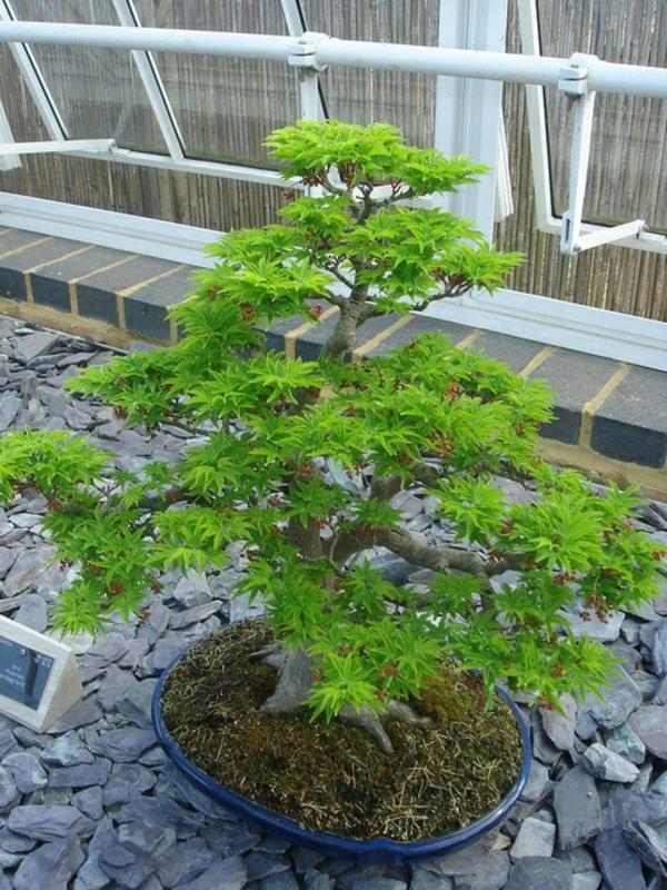 Japoniškas-klevas-žalias-bonsai