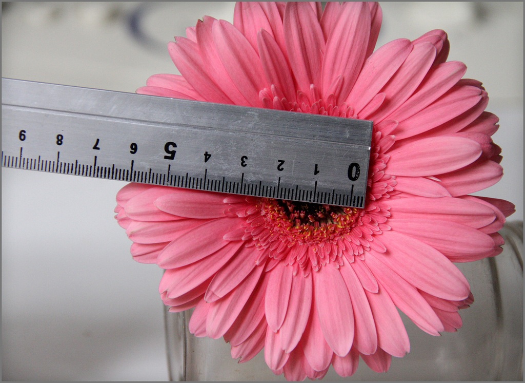 Gerbera çiçeğinin çapının ölçülmesi