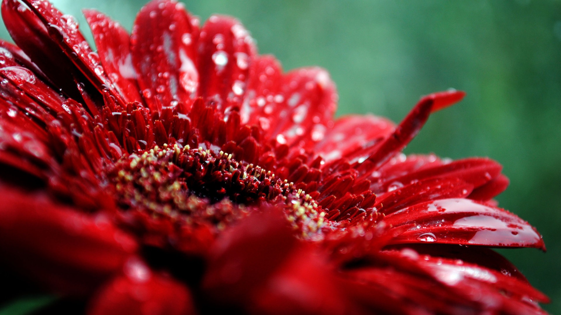 Gerbera'nın koyu kırmızı tonu