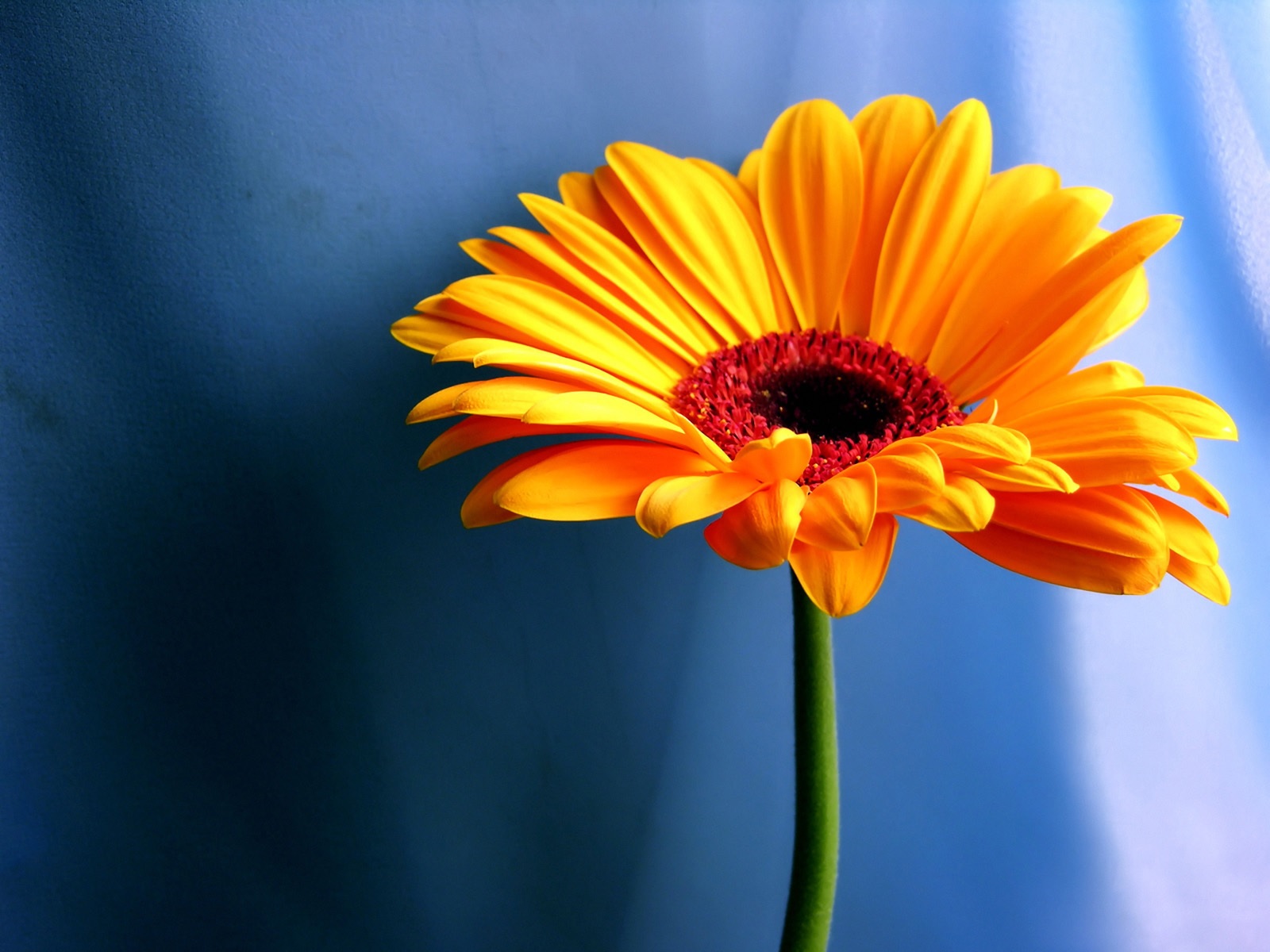 Sarı gerbera çiçeği