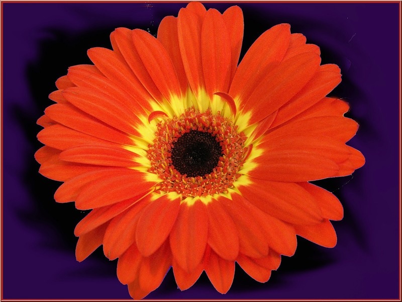 Sarı merkezi olan portakal çiçeği
